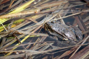 ColumbianSpottedFrog_Parks Canada photo