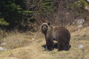 Grizzly Bear Cub looking at Camera