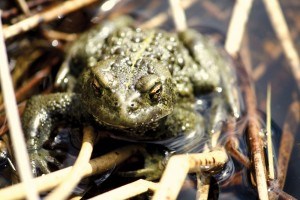 Western Toad_Parks Canada photo