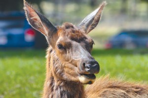 sun elk_R. Fletcher photo