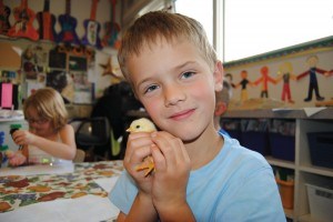 Grade 1 students as Jasper Elementary School got to hold baby chickens as part of their science curriculum, May 27. Photo - P. Clarke. 