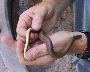Rubber boa in hand_Alan Dibb crop