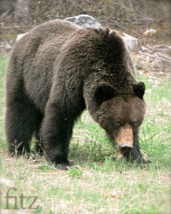 menzies-grizzly copy