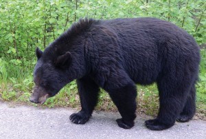 Black Bear_N.Veerman photo