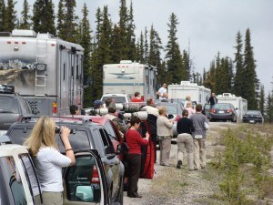 Bow Summit Bear Jam_ Parks Canada G. Peregoodoff photo