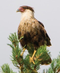 Created Caracara. Photo - Dale Wilde_P. Clarke02