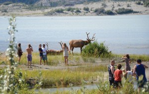 Elk_Standup_NVeerman photo
