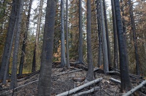 Watchtower Trail_NVeerman9