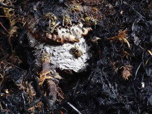 wasps July 19 fire