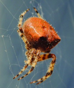 Creative Commons photo
