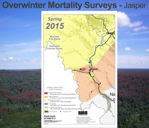 This map shows the relative success of the Mountain Pine Beetle over the winter based on 94 tree samples from 16 sites in May and June 2015. It does not include new data from the population survey's conducted in September. Provided by Alberta government. 