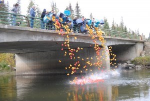 Money from the 23 annual duck race will be split evenly between the Right to Read Society and the Jasper Yellowhead Historical Society. Photo - P. Clarke. 