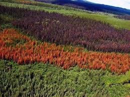 A lodgepole pine forest affected by mountain pine beetle in the interior of British Columbia. Photo - creative commons.