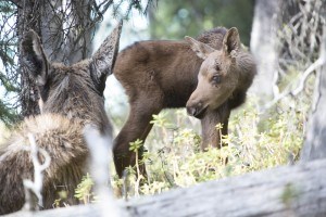 Moose Documentary_Little Calf&mom approx 5 days old copy 2-1