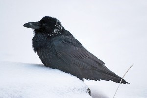 Have you seen the pair of "dancing" ravens near the Jasper Legion? Photo - C. Fournier