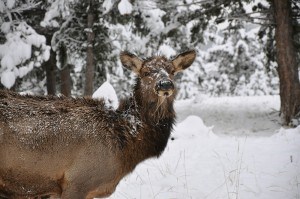 Photo provided by Parks Canada.