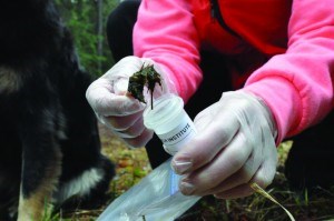 An example of bear scat collected for research last summer in Jasper National Park. Photo K. Gedling/Parks Canada.