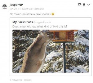 NPN
