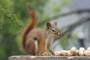 Red Squirrel