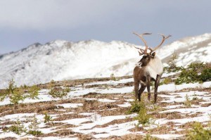 Caribou_Parks Canada photo