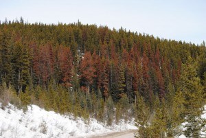 Trees along Marmot Road have been colonized by the Mountain Pine Beetle. P. Clarke file photo. 