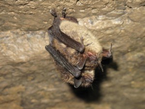 Myotis lucifugus - Parks Canada