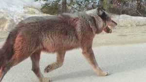 Wolf Marmot Road Feb 24th_Carling Breuning photo