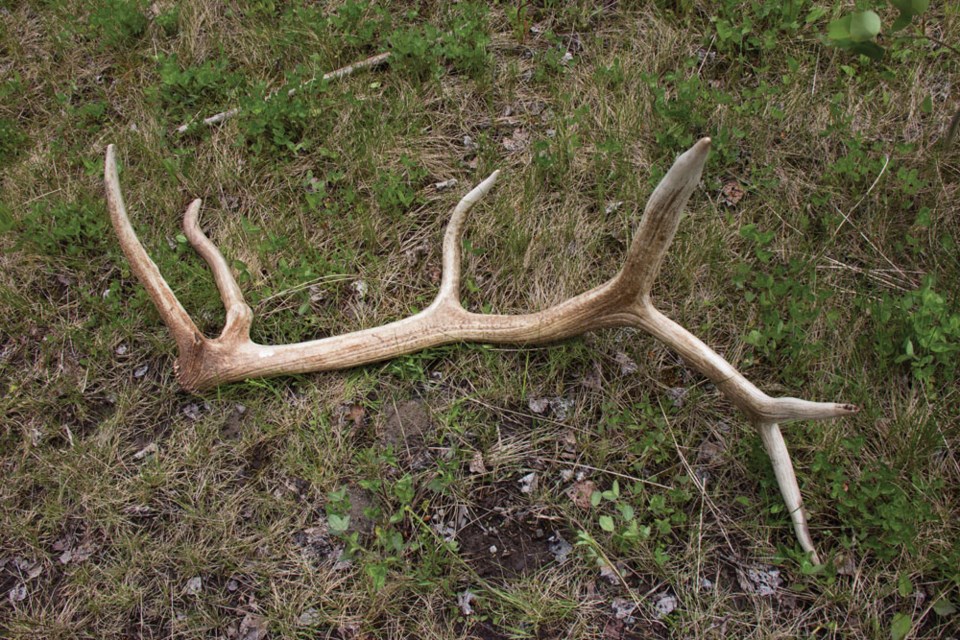 A British Columbia man was fined $4,500 for possessing elk antlers he found in Jasper National Park. Submitted by Parks Canada/R. Bray. 