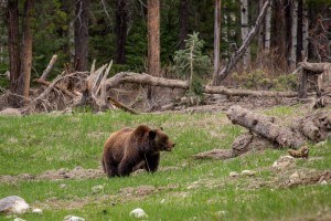 A grizzly bear - Parks Canada/V. Domaine.