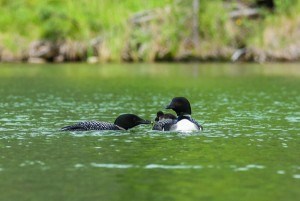 Two loon babies were hatched for the first time in decades at Lac Beauvert, June 9. Parks Canada photo