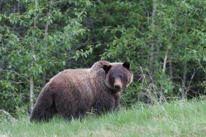Veterinarian Gary Gulash likely captured the last picture of the grizzly bear before he was shot by a poacher near Edson. Photo - G. Gulash. 