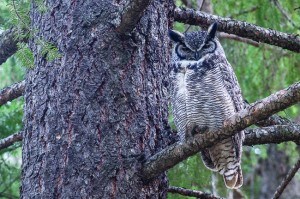 The great horned owl. M. Bradley photo