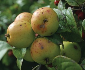 The municipality, Parks Canada and the Jasper Local Food Society have teamed up to create the Jasper Fruit Share Program.  Creative Commons photo. 