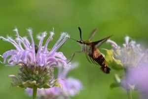 Clearwing moth. Creative Commons photo