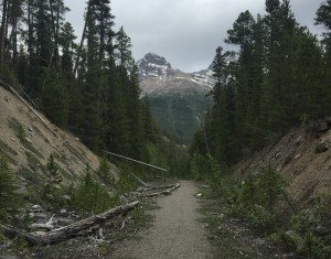 The proposed 107-km trail from Jasper to the Columbia Icefield has faced strong opposition from environmental groups. D. Regett photo. 