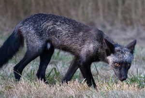 Silver morph fox. Creative Commons photo