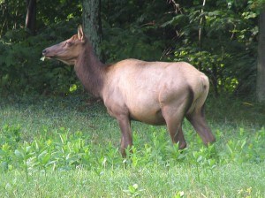 A man runner suffered back and head injuries June 5 after running into a elk cow who recently gave birth. File photo.