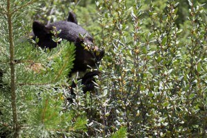 Parks Canada is warning people to be extra vigilant for bears after a bumper berry crop this year. Parks Canada/V. Domaine photo. 