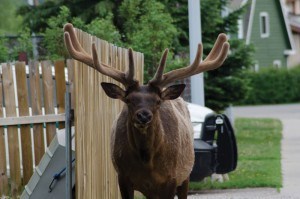 Male elk are often very aggressive during rutting season. Parks Canada/O. Robinson. 