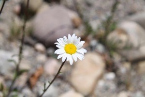 The Oxeye Daisy is a beautiful flower; however, this abundant perennial is not native to Jasper National Park and can produce over 500 seeds per plant.