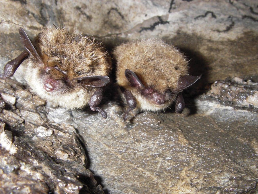 Little brown bat. Parks Canada/K. Vanderwolf 
