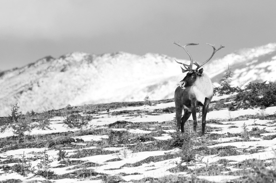 Nov. is when winter access is restricted to protect the Tonquin, Maligne, Brazeau and A La Peche caribou herds. Parks Canada photo