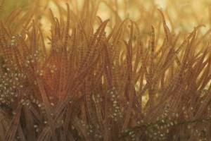 Tubifex worms (pictured here) host the infectious spores until they develop into TAMS, a mature form of the spores that cause whirling disease. Wikimedia commons photo.