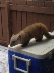 Porthos the pine marten has been seen wandering around Niki Wilson’s neighbourhood. James McCormick photo.