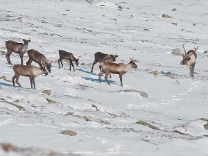 Jasper's dwindling  caribou population lives in Jasper's alpine environment an ecosytem considering to be in poor health by Parks Canada. Parks Canada/M. Bradley.