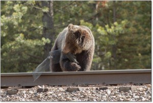 A grizzly bear removes some mesh designed to stop animals from eating grain that was spilled on the track. Niels de Nijs photo. 