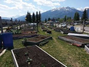 The Jasper Community garden now includes 56 plots, more than double the number of plots when it moved five years ago to its new location on Connaught Drive.  Facebook photo