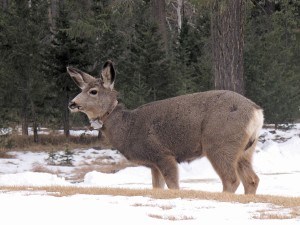At least one scientist is concerned hunters are using tracking devices to locate collared animals. File photo.