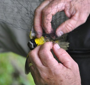 Extracting a Common Yellowthroat from the mist net. This is the way the birds are caught, then gently extracted and banded. Blood and feather samples in Jasper will be taken while handling these birds as a part of their work with the Institute for Bird Populations. I Creative Commons photos