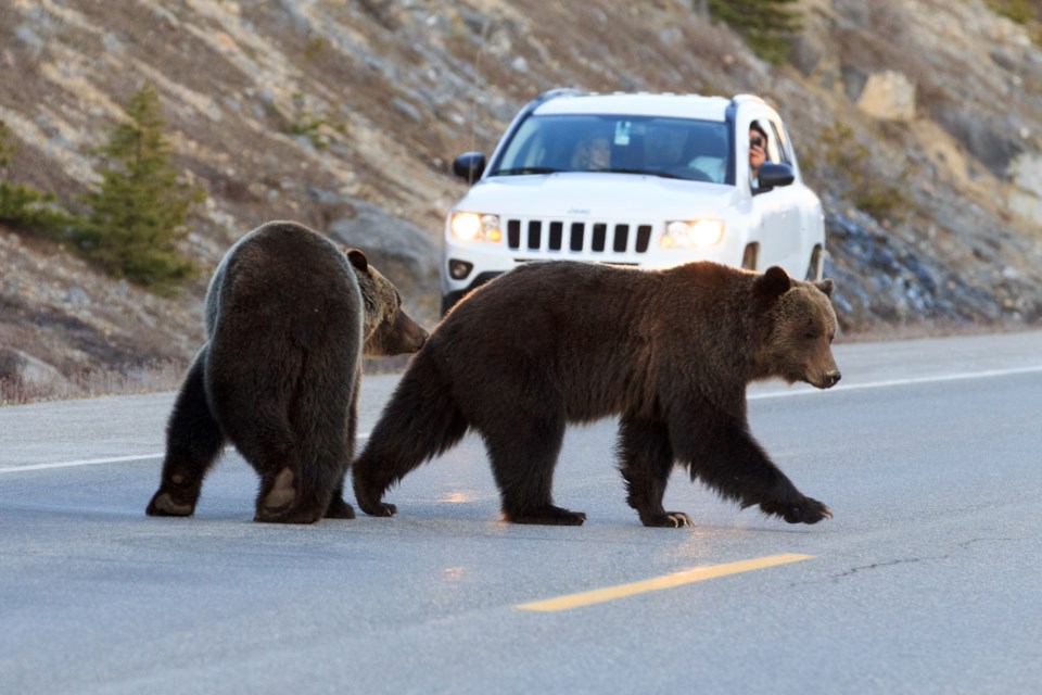 Two Grizzly Bears Crossing Road